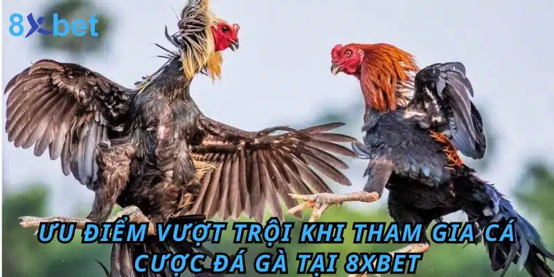 Ưu điểm vượt trội khi tham gia cá cược Đá Gà tại KU88