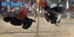 Cách Xem Trực Tiếp Kèo Đá Gà Hấp Dẫn Tại Nhà Cái KU88