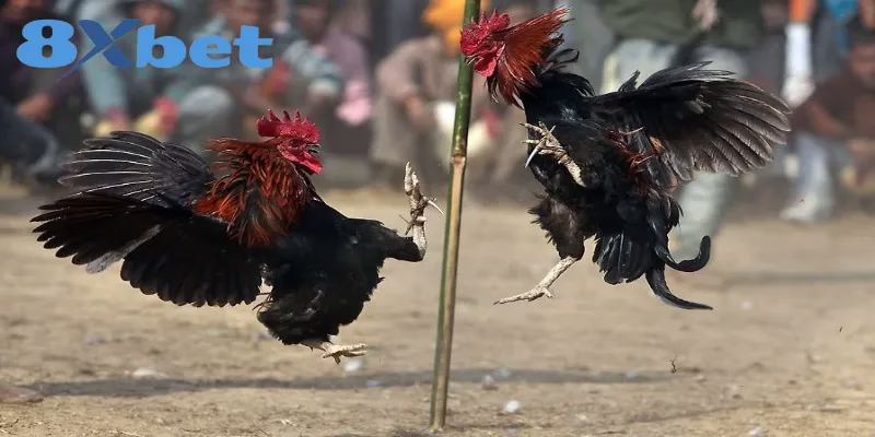 Cách Xem Trực Tiếp Kèo Đá Gà Hấp Dẫn Tại Nhà Cái KU88